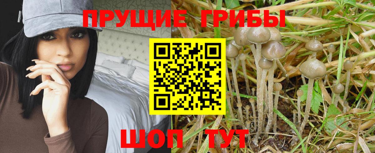 Анжеро-Судженск  Псилоцибиновые грибы MAGIC MUSHROOMS  Вход с VPN  Галлюциногенные грибы GOLDEN TEACHER 
